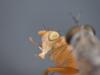277025 – Photo : Florian ALONSO – France (21)